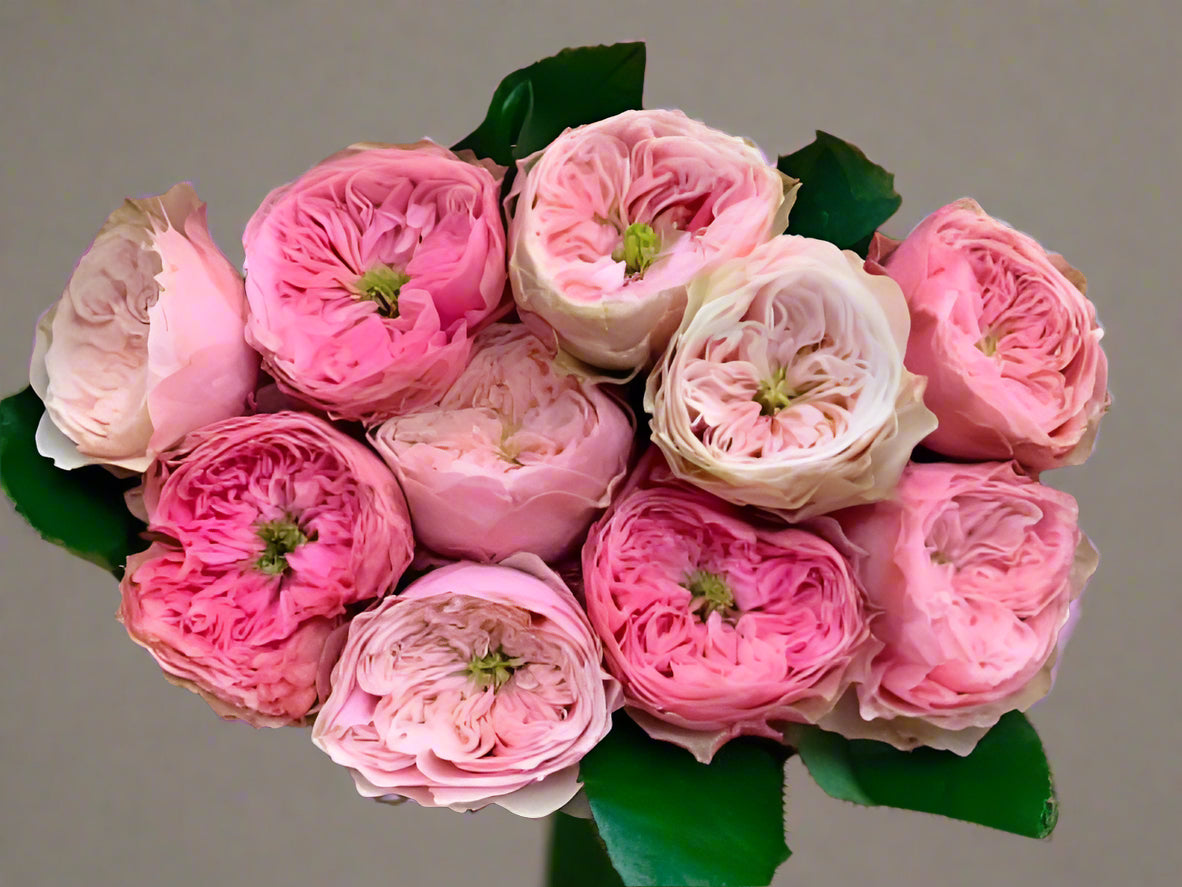Northanger Abbey | German Florist Shrub Rose | Soft pink cupped blooms | Long vase life | Own root