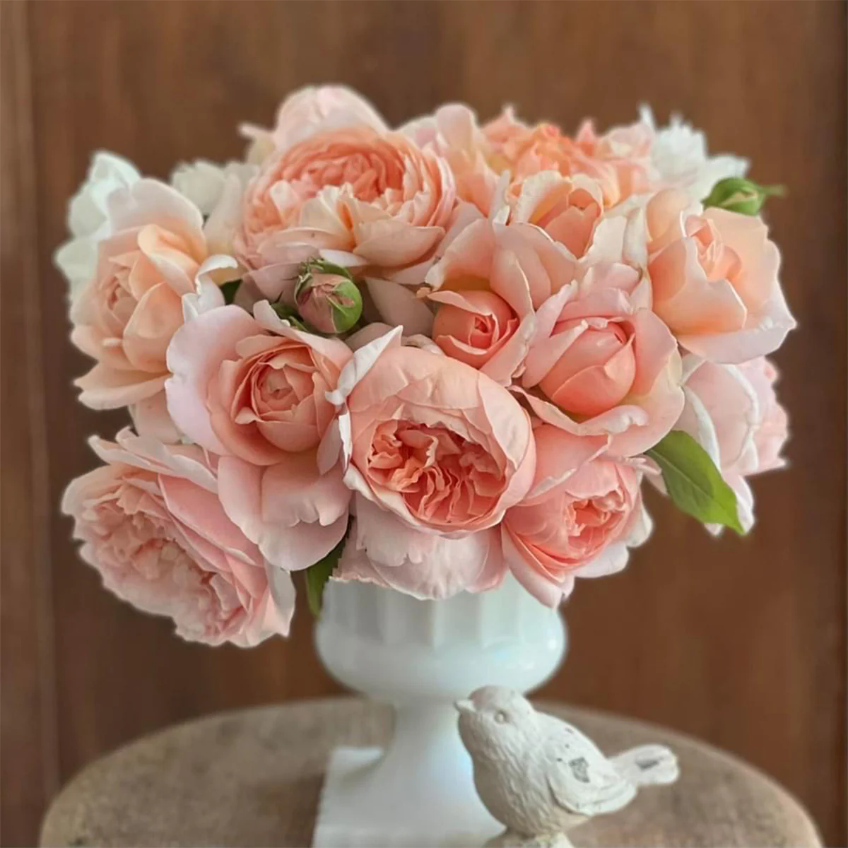 AUSwonder | English Garden Shrub Rose | Strong fragrant | Repeated bloom | Own root