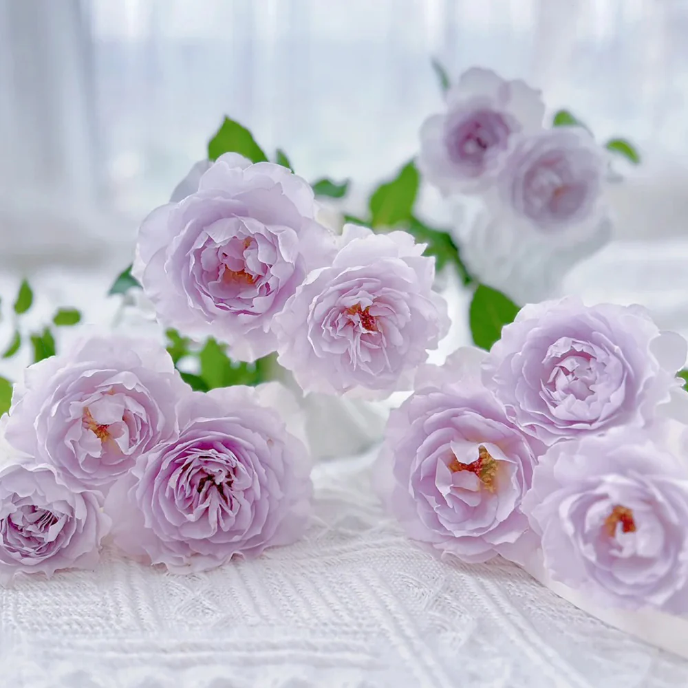 Jise | 霁色 | Chinese Florist Shrub Rose | Heat and disease resistant | Own root from Tianlang