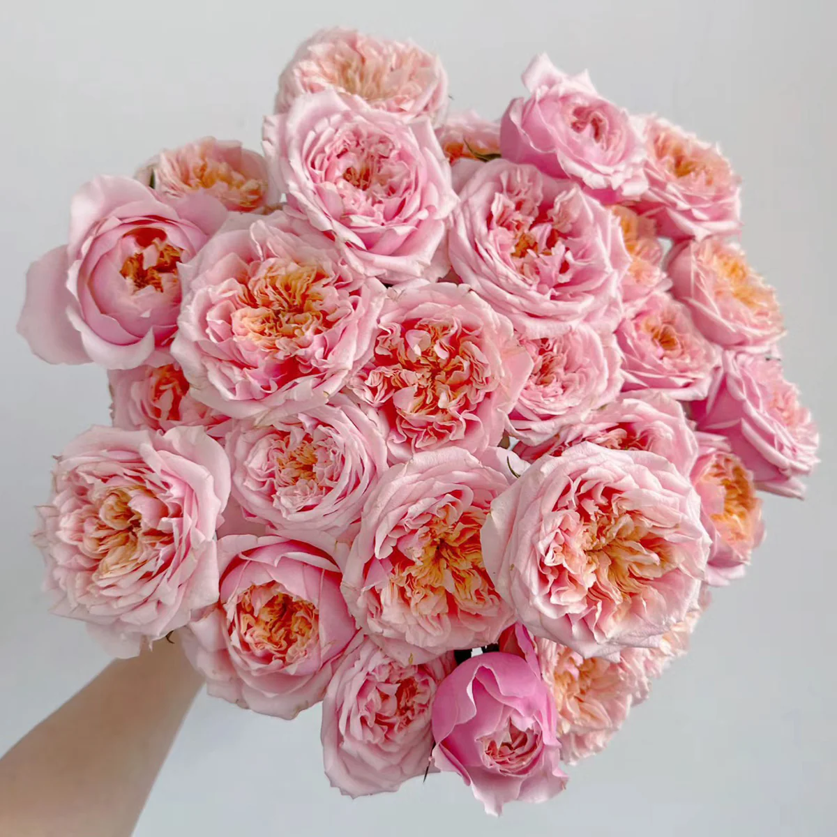 Notting Hill | Netherlands Florist Shrub Rose | Peach-pink cupped blooms | Long vase life | Own root