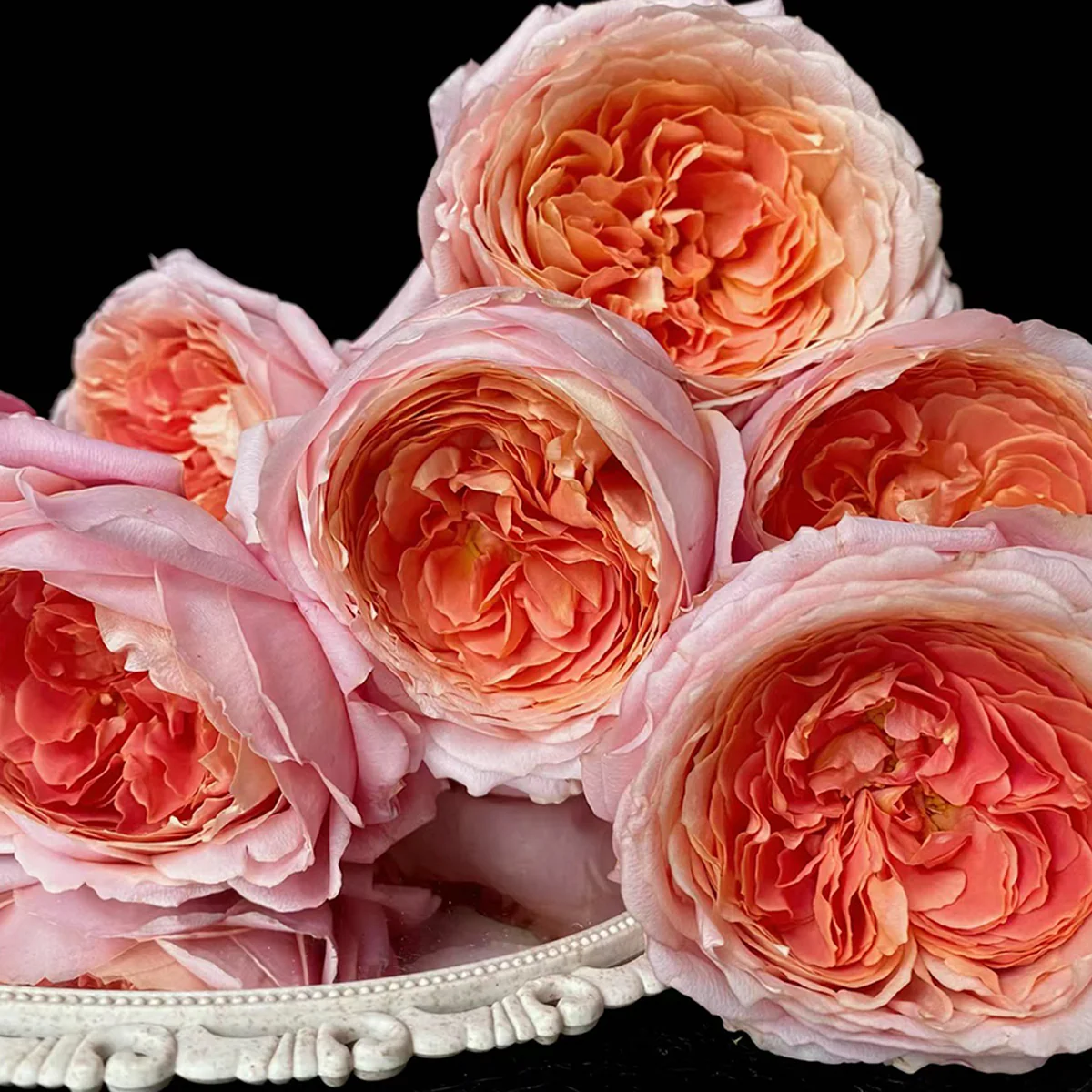 Romantic Antike | German Florist Shrub Rose | Cabbage‑shaped dusty pink blooms | Lavender fragrance | Own root