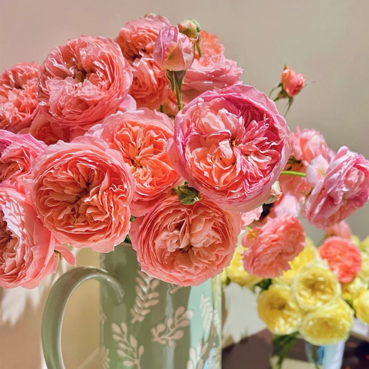 Summer Fireworks | Chinese Garden Shrub Rose | Salmon-pink blooms | Prolific clusters | Own root