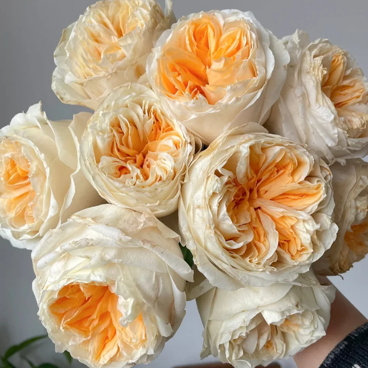 Victorian Peach | Netherlands Florist Shrub Rose | Peach-pink blooms | High disease resistance | Own root