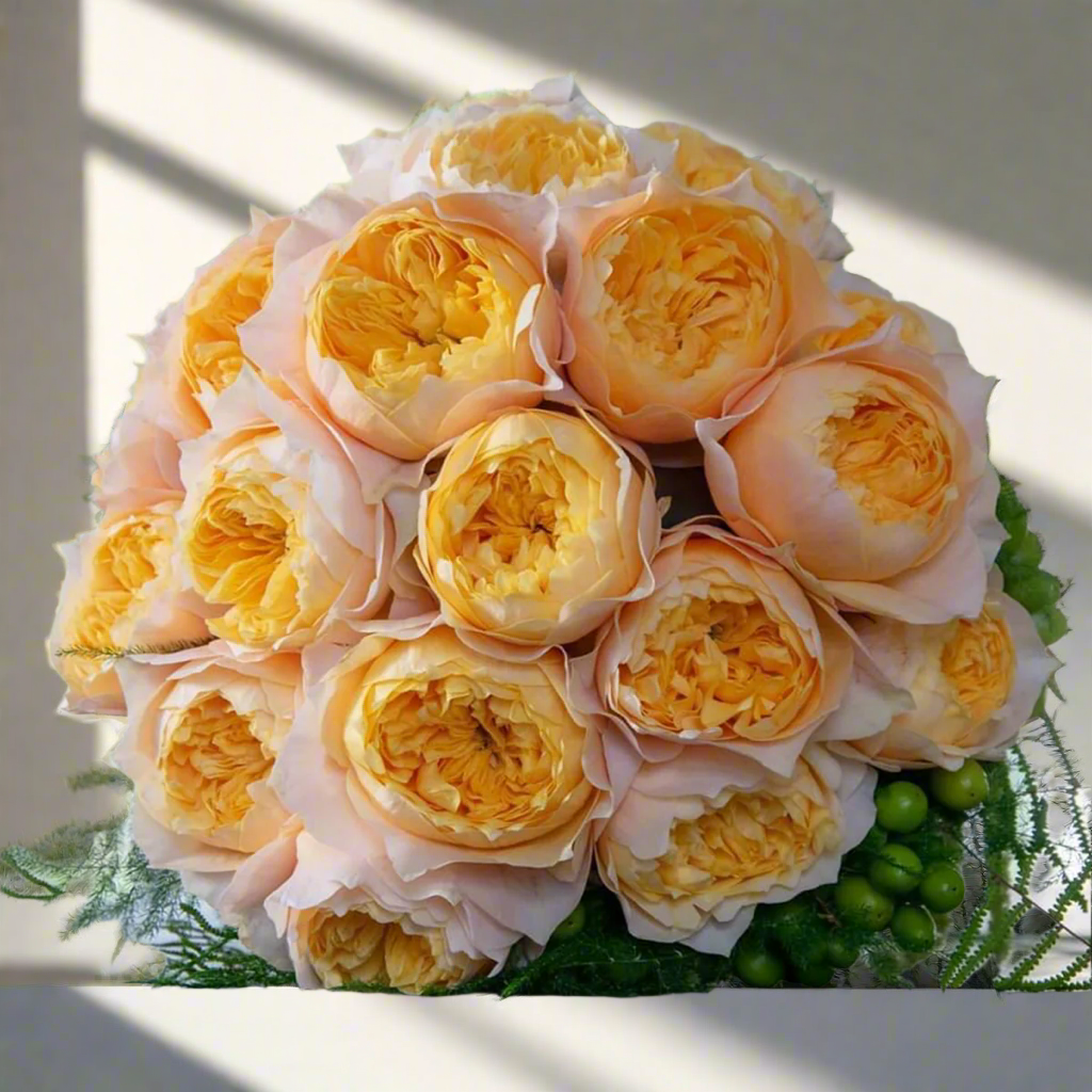 Golden Vuvuzela – Yellow & Pink Dutch Florist Rose (Own Root)