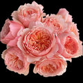 Masora – Golden-Apricot Japanese Shrub Rose (Own Root)