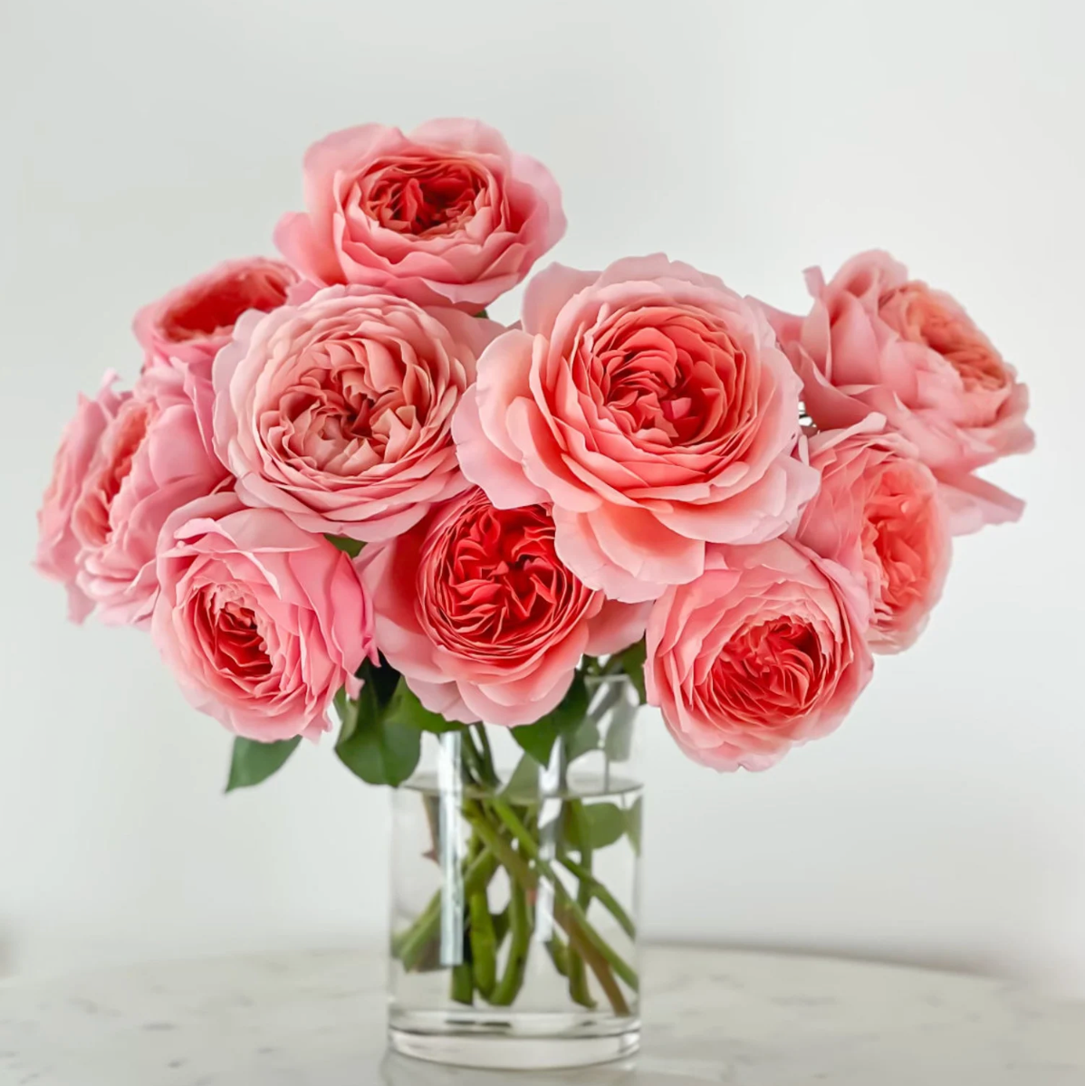 Romantic Antike – Dusty Pink German Garden Rose (Own Root)