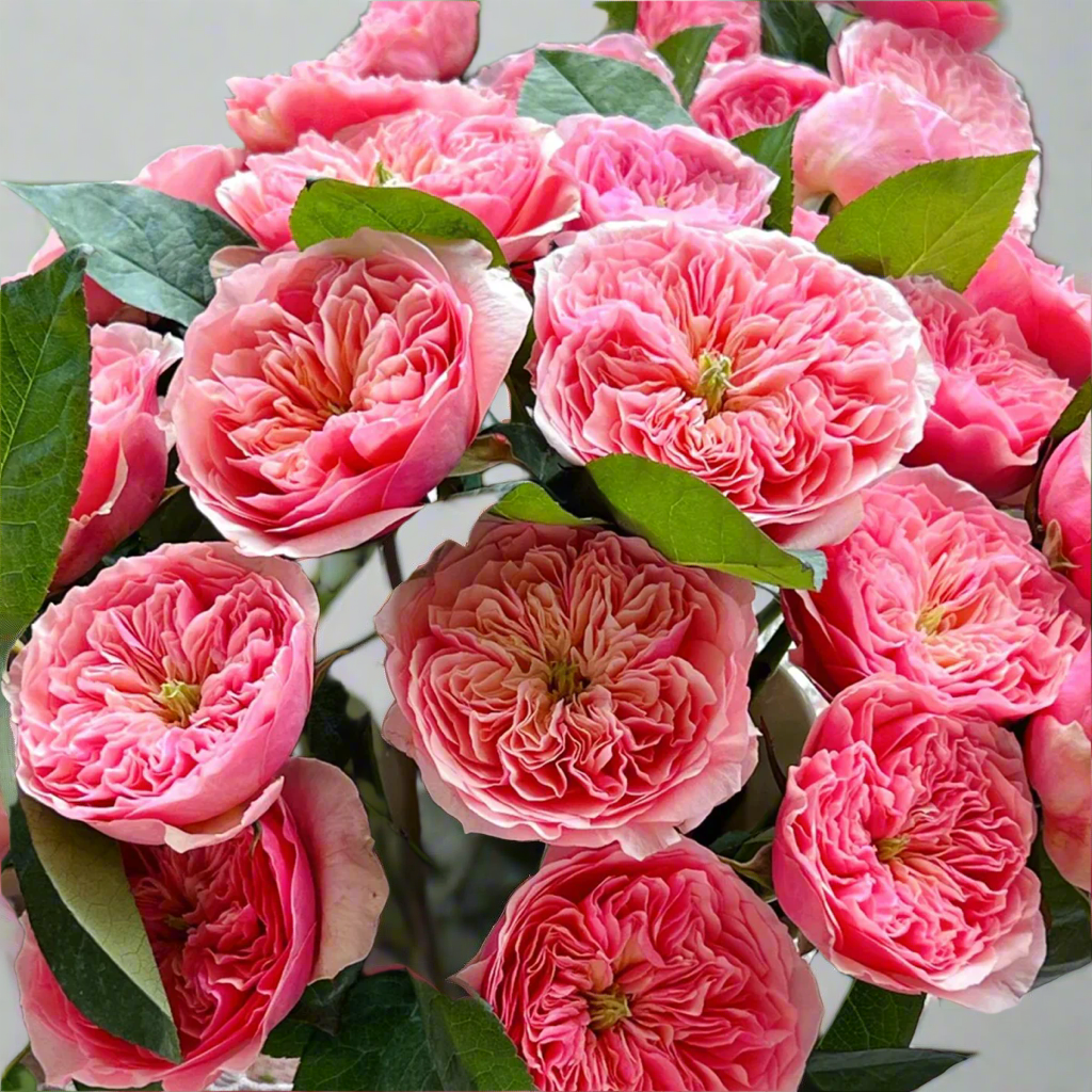 Romeo – Pink Chinese Florist Rose (Own Root)