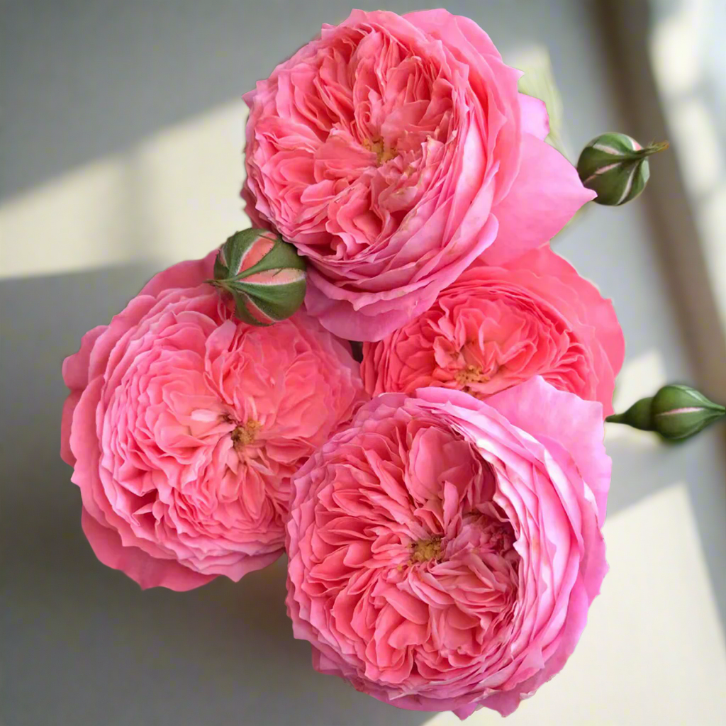 Summer Fireworks – Salmon-Pink Chinese Shrub Rose (Own Root)