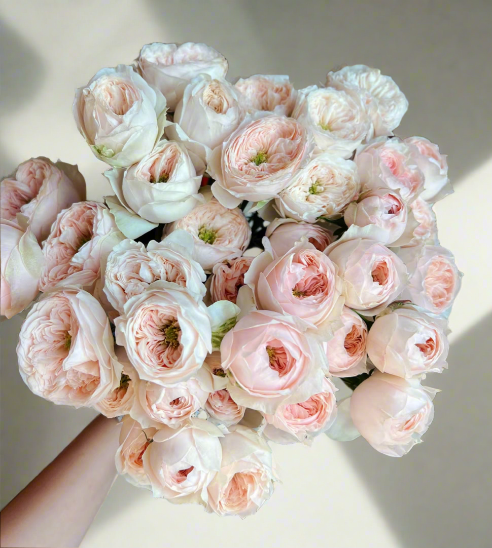 Sweet Diamond – Creamy White Dutch Florist Rose (Own Root)