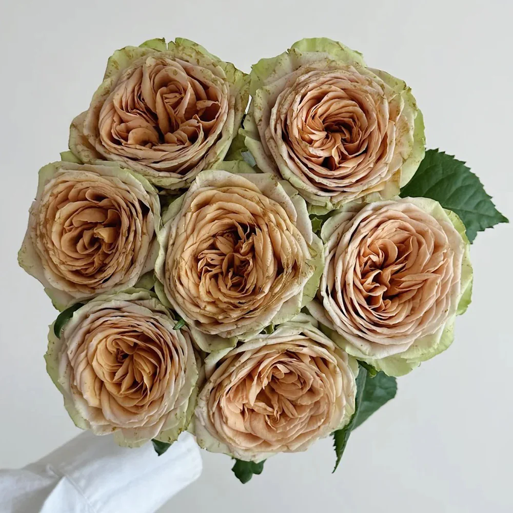 Teddy – Soft Brown Dutch Florist Rose (Own Root)