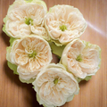 Whitbey Abbey – Ivory & Salmon Dutch Florist Rose (Own Root)