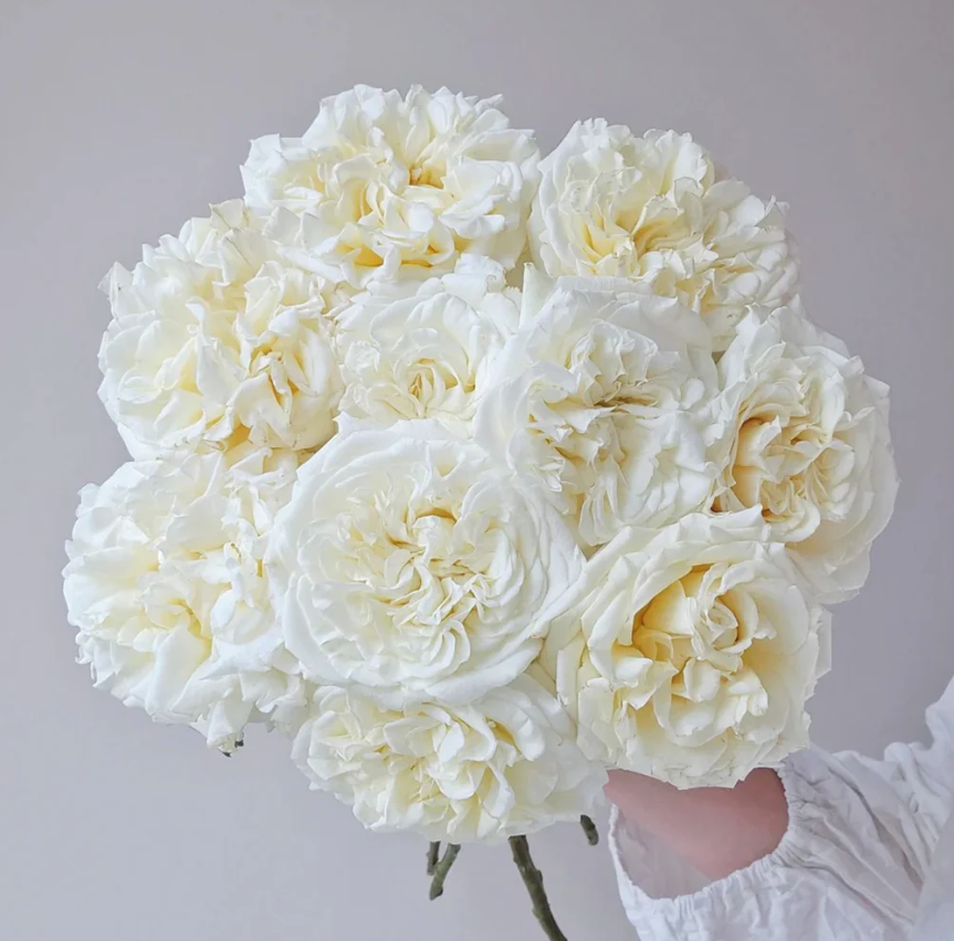 White Ashley – Milky-White German Florist Rose (Own Root)