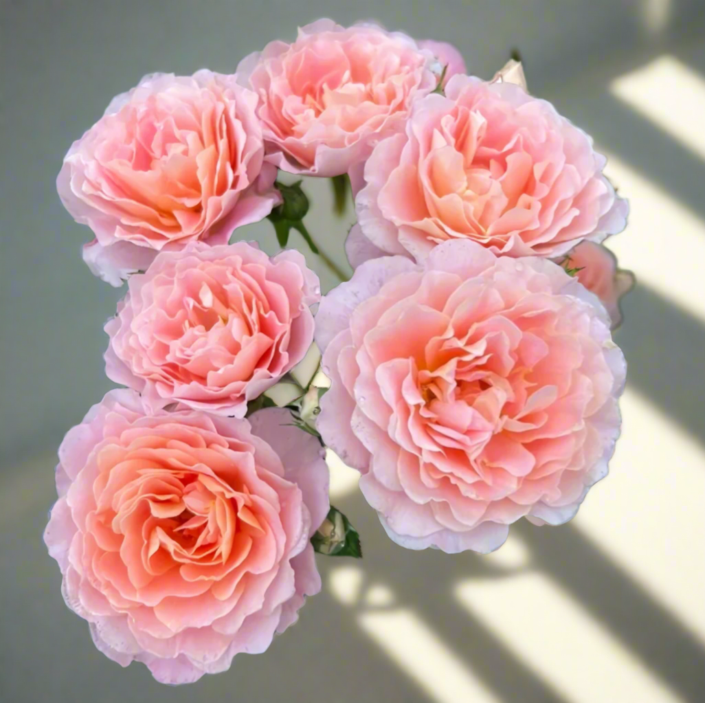 Zhi Qiu – Orange-Pink Chinese Florist Rose (Own Root)