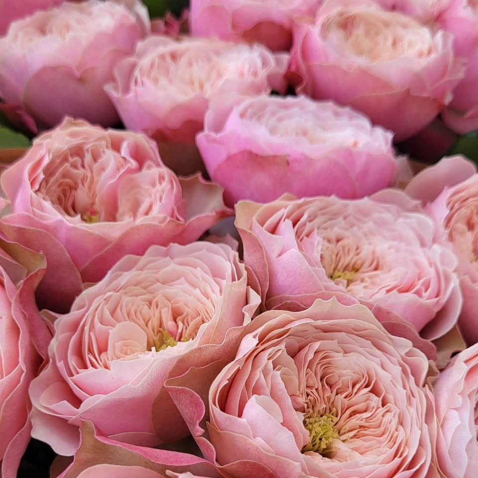Northanger Abbey | German Florist Shrub Rose | Soft pink cupped blooms | Long vase life | Own root
