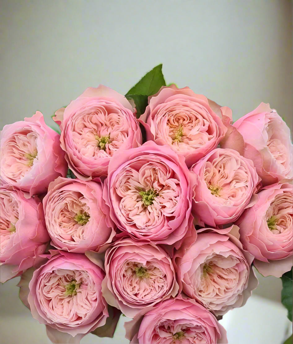 Northanger Abbey | German Florist Shrub Rose | Soft pink cupped blooms | Long vase life | Own root