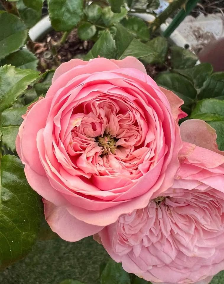 Northanger Abbey | German Florist Shrub Rose | Soft pink cupped blooms | Long vase life | Own root