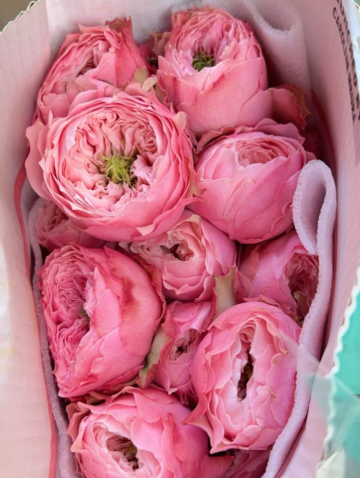 Northanger Abbey | German Florist Shrub Rose | Soft pink cupped blooms | Long vase life | Own root