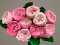 Northanger Abbey | German Florist Shrub Rose | Soft pink cupped blooms | Long vase life | Own root