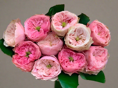 Northanger Abbey | German Florist Shrub Rose | Soft pink cupped blooms | Long vase life | Own root