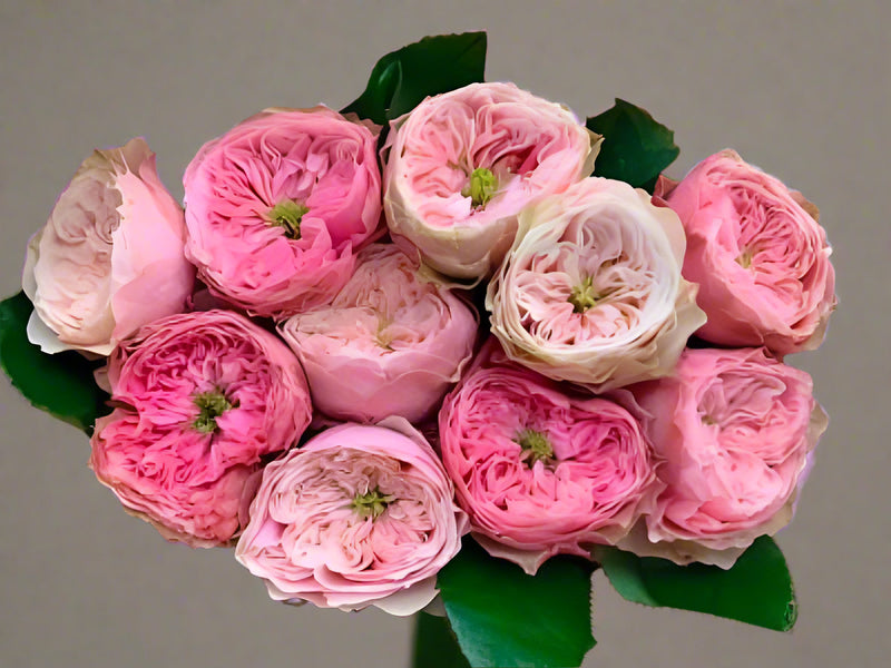 Florist Rose collection, Northanger Abbey | German Florist Shrub Rose | Soft pink cupped blooms | Long vase life | Own root