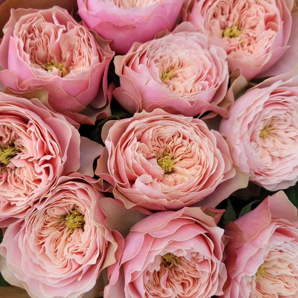 Northanger Abbey | German Florist Shrub Rose | Soft pink cupped blooms | Long vase life | Own root