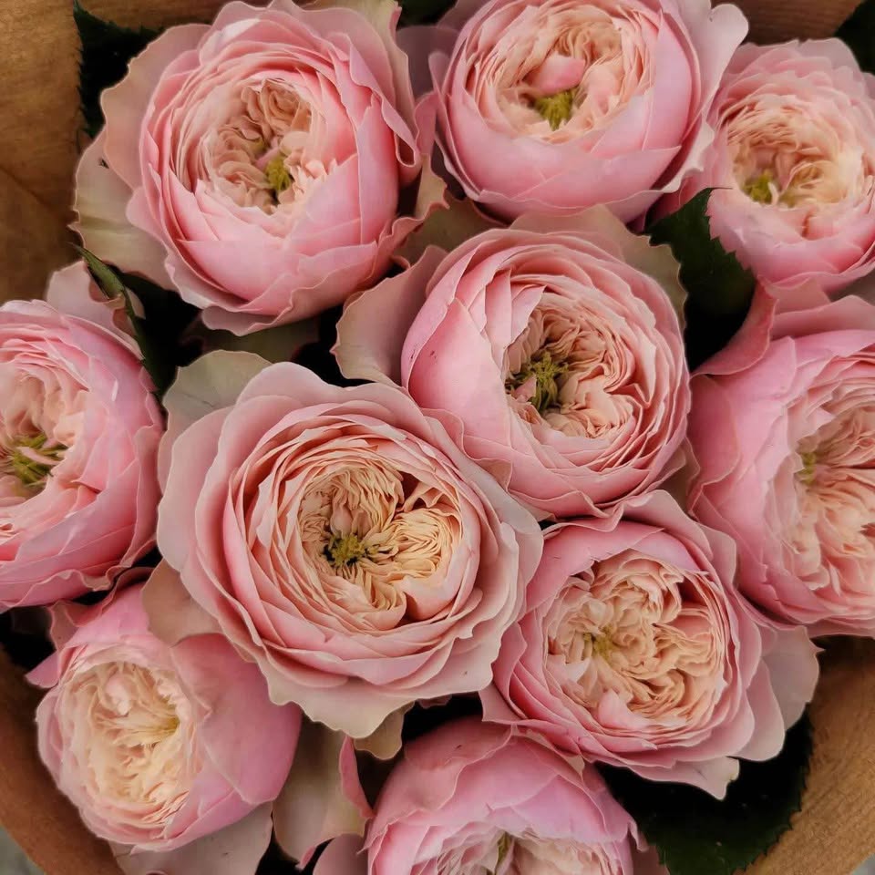Northanger Abbey | German Florist Shrub Rose | Soft pink cupped blooms | Long vase life | Own root