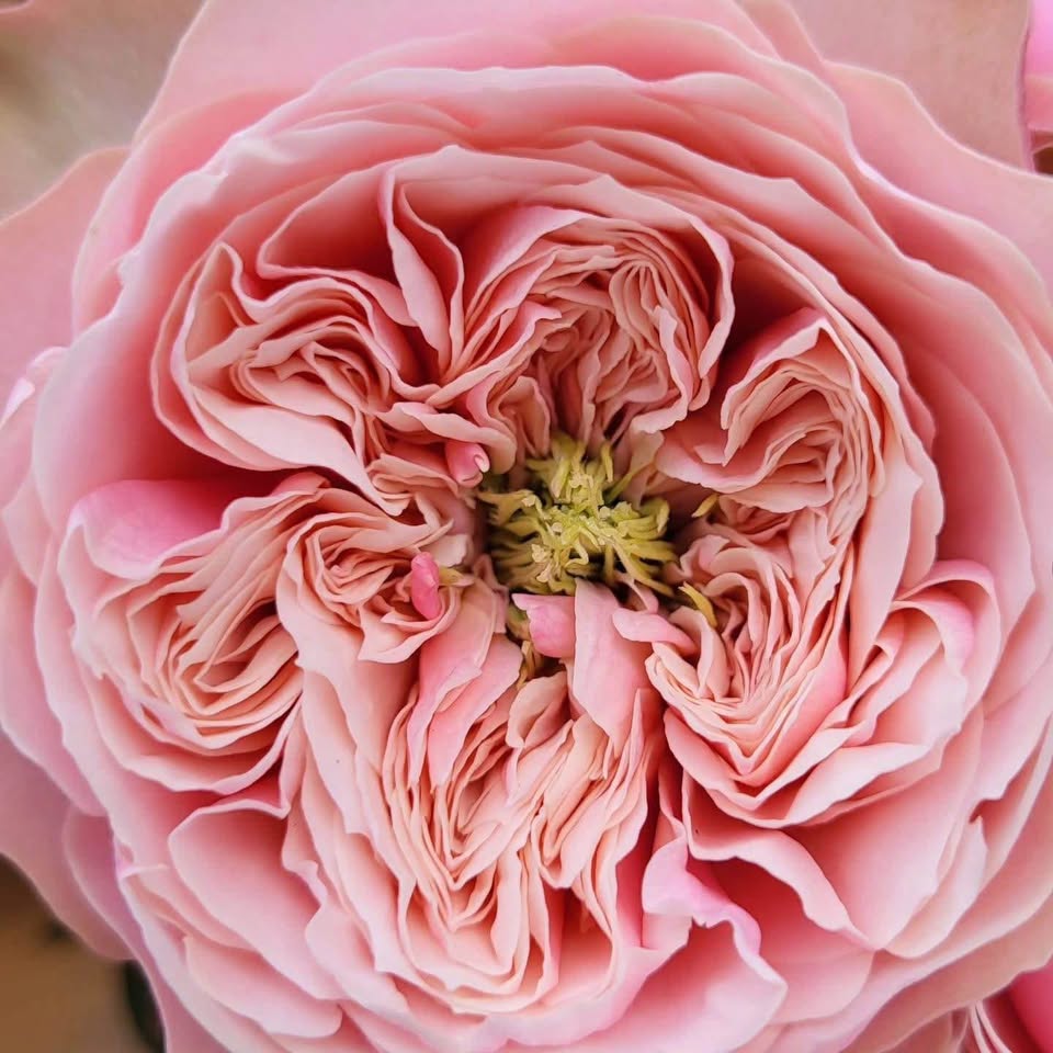 Northanger Abbey | German Florist Shrub Rose | Soft pink cupped blooms | Long vase life | Own root