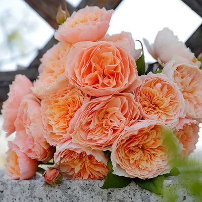 Han Xian | Climbing Rose | Rain-Resistant | Abundant Blooming | 2021 New Varieties | Strong Growth | Own root