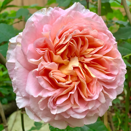 AUScot | English Garden Shrub Rose | Apricot-yellow blooms maturing to coral-pink | Strong fruity fragrance | Own root
