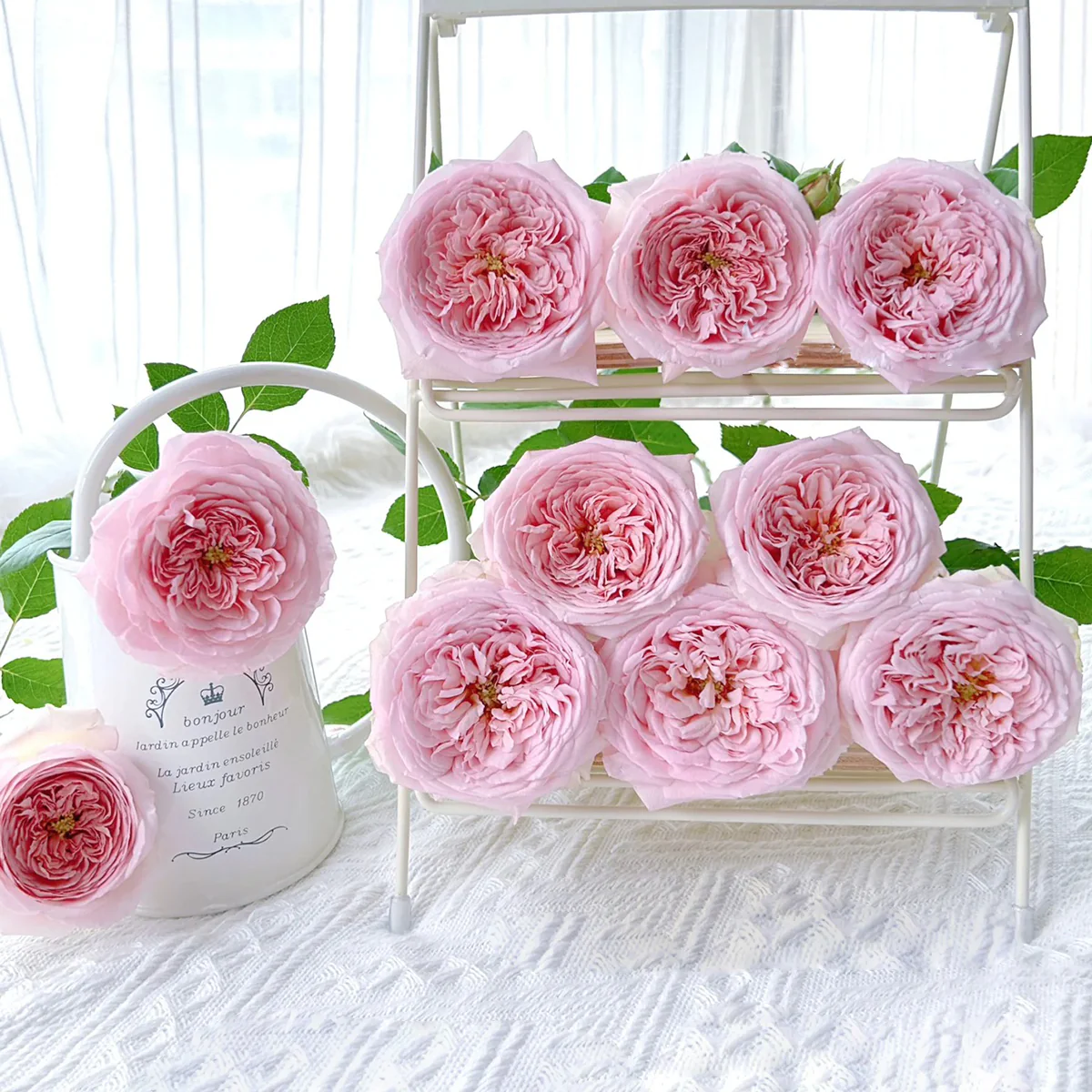 AUScot | English Garden Shrub Rose | Apricot-yellow blooms maturing to coral-pink | Strong fruity fragrance | Own root