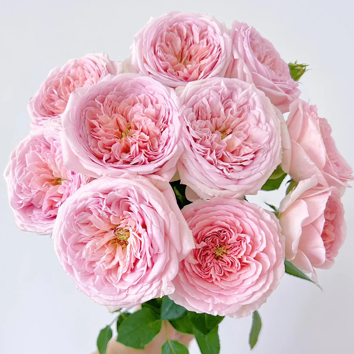AUScot | English Garden Shrub Rose | Apricot-yellow blooms maturing to coral-pink | Strong fruity fragrance | Own root