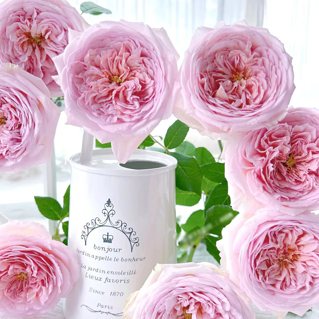 AUScot | English Garden Shrub Rose | Apricot-yellow blooms maturing to coral-pink | Strong fruity fragrance | Own root