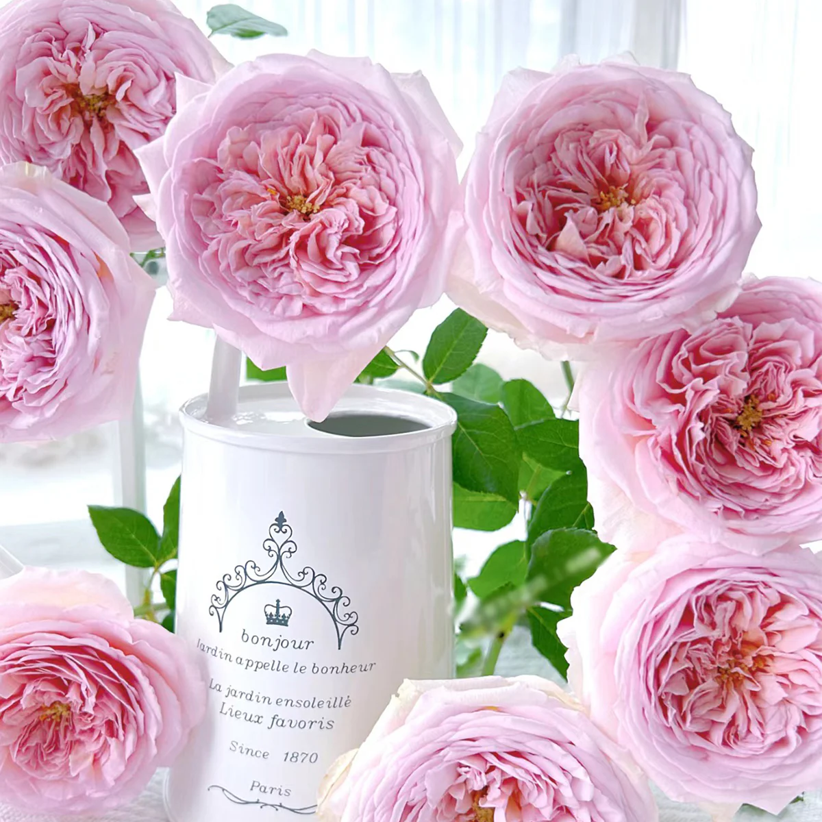 AUScot | English Garden Shrub Rose | Apricot-yellow blooms maturing to coral-pink | Strong fruity fragrance | Own root