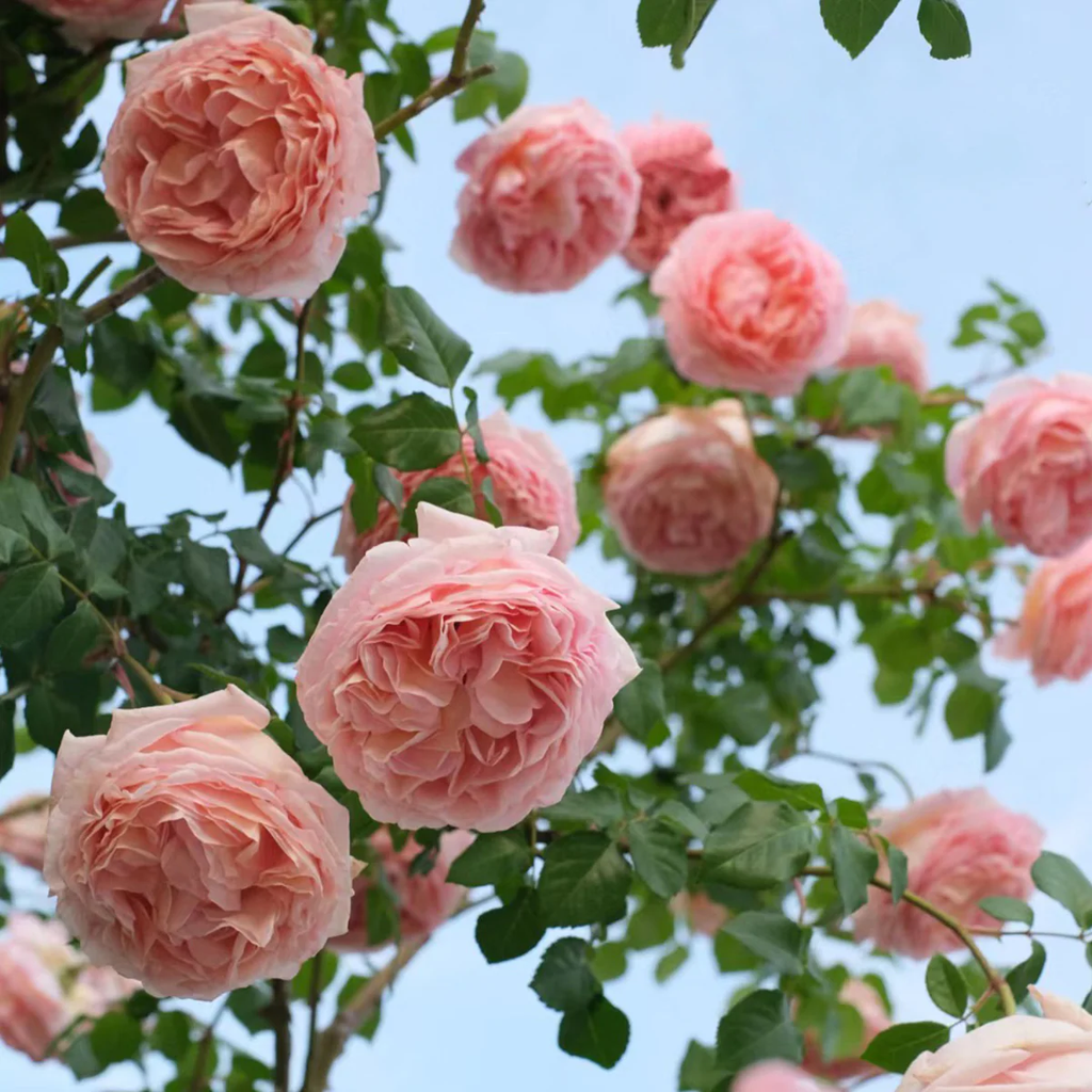 AUScot | English Garden Shrub Rose | Apricot-yellow blooms maturing to coral-pink | Strong fruity fragrance | Own root