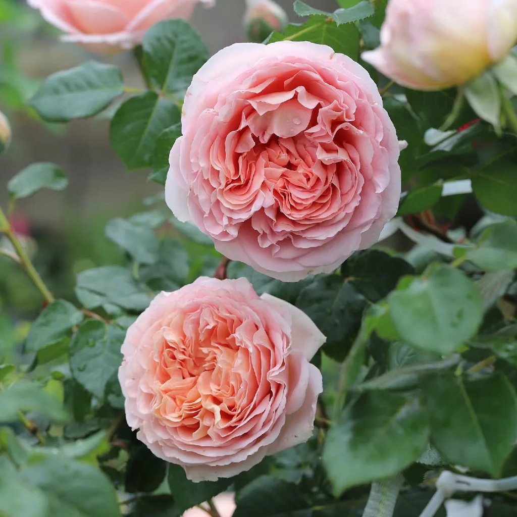AUScot | English Garden Shrub Rose | Apricot-yellow blooms maturing to coral-pink | Strong fruity fragrance | Own root