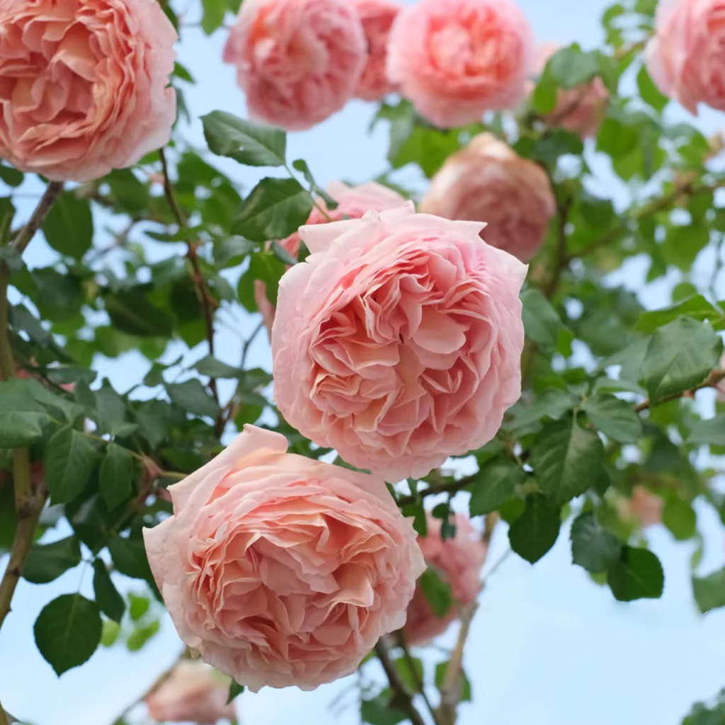 AUScot | English Garden Shrub Rose | Apricot-yellow blooms maturing to coral-pink | Strong fruity fragrance | Own root