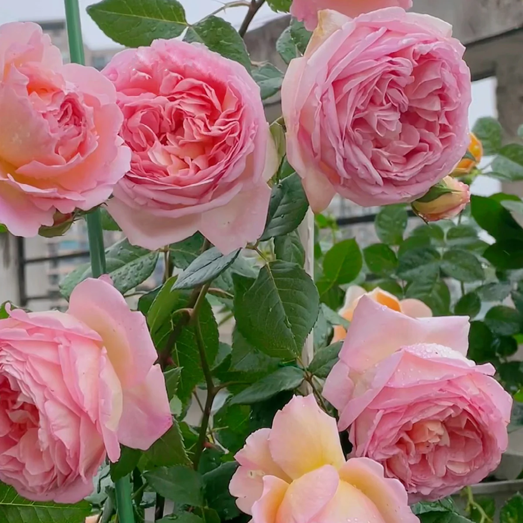 AUScot | English Garden Shrub Rose | Apricot-yellow blooms maturing to coral-pink | Strong fruity fragrance | Own root
