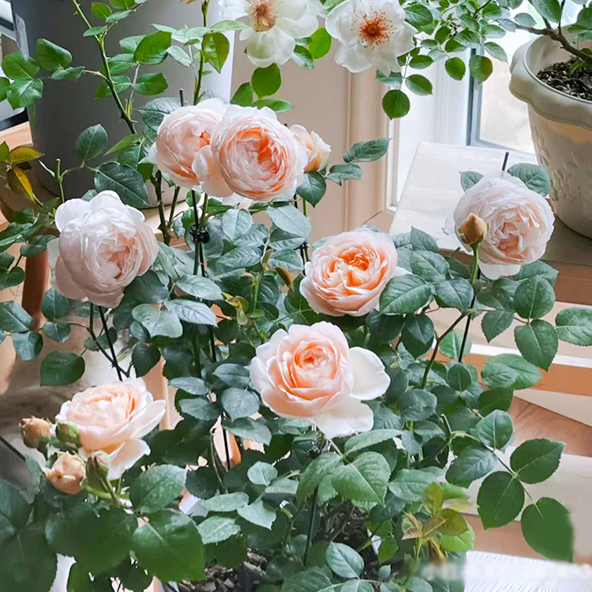 AUSwonder | English Garden Shrub Rose | Strong fragrant | Repeated bloom | Own root
