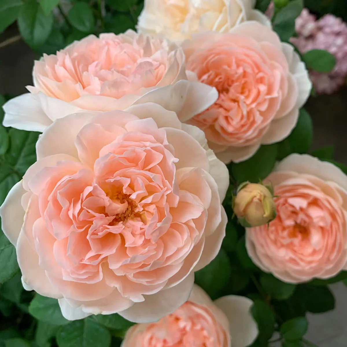 AUSwonder | English Garden Shrub Rose | Strong fragrant | Repeated bloom | Own root