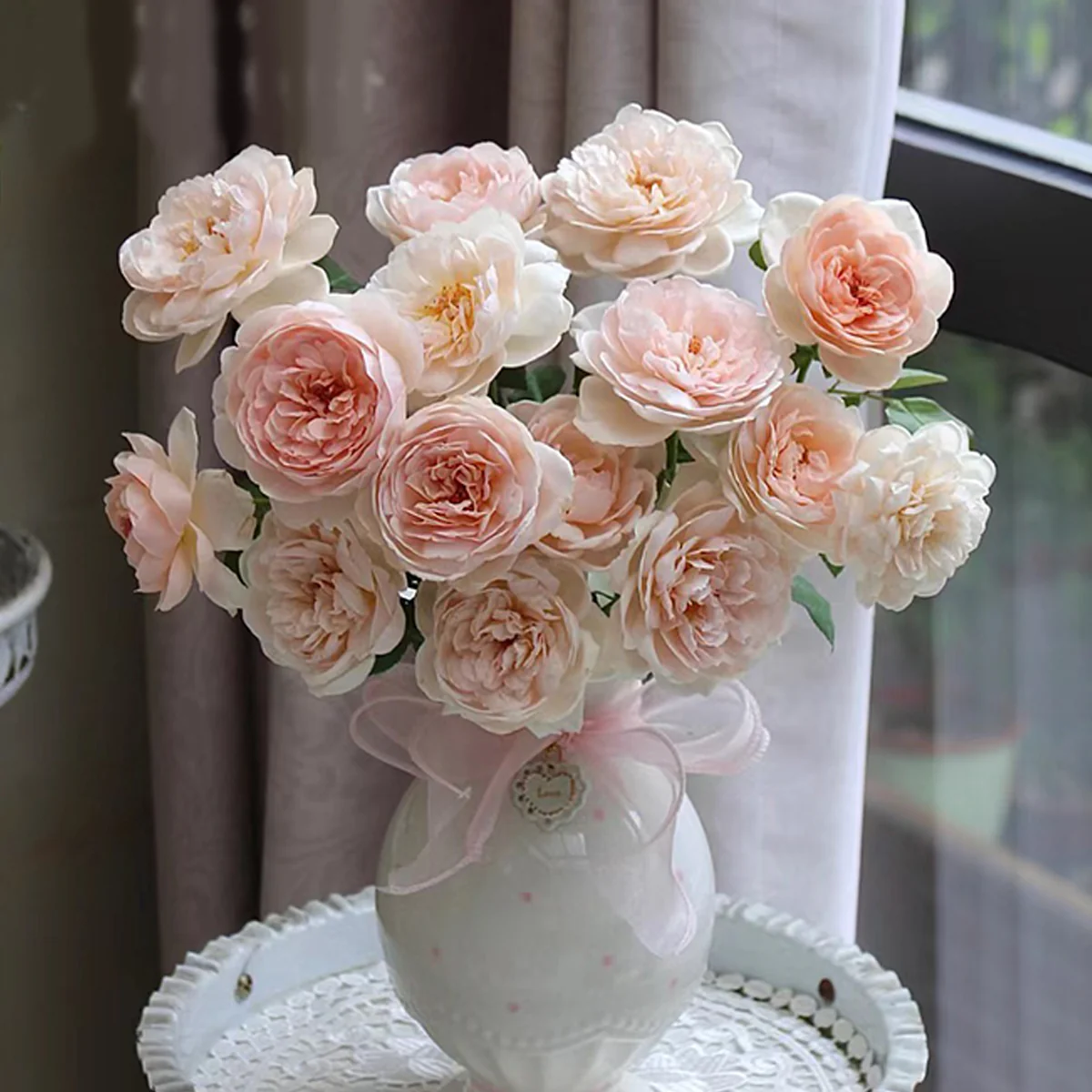 AUSwonder | English Garden Shrub Rose | Strong fragrant | Repeated bloom | Own root