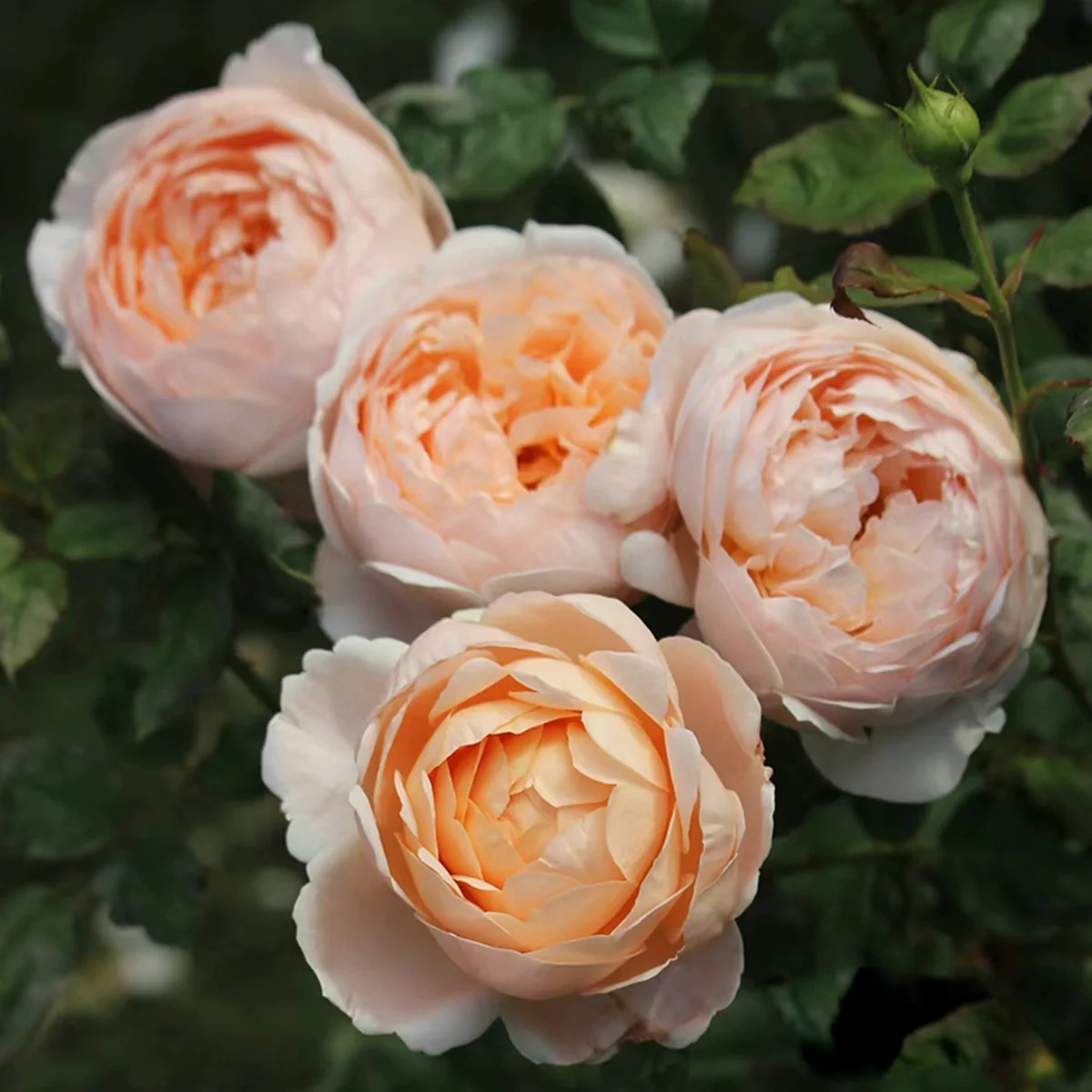 AUSwonder | English Garden Shrub Rose | Strong fragrant | Repeated bloom | Own root