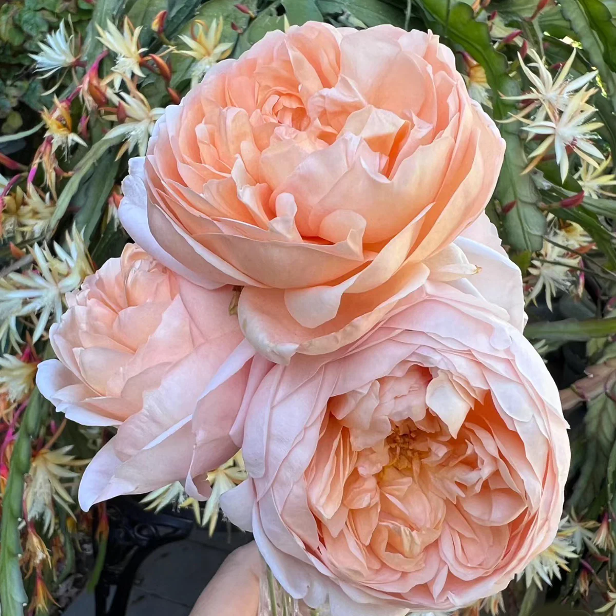 AUSwonder | English Garden Shrub Rose | Strong fragrant | Repeated bloom | Own root