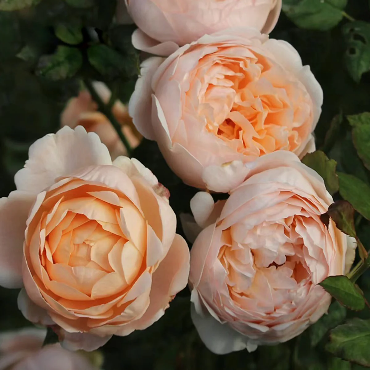 AUSwonder | English Garden Shrub Rose | Strong fragrant | Repeated bloom | Own root