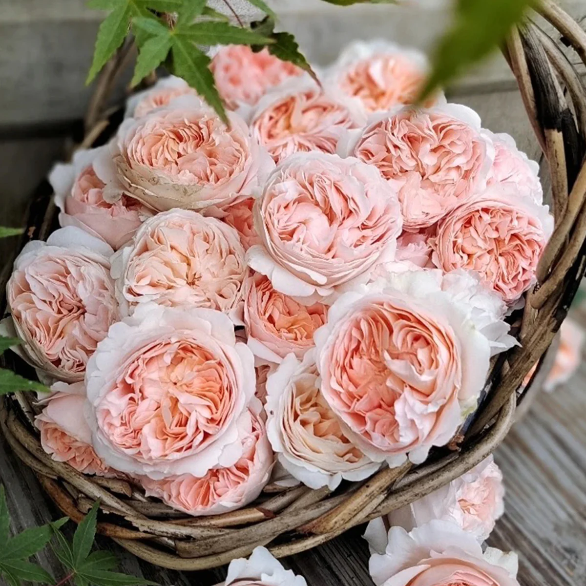 AUSwonder | English Garden Shrub Rose | Strong fragrant | Repeated bloom | Own root