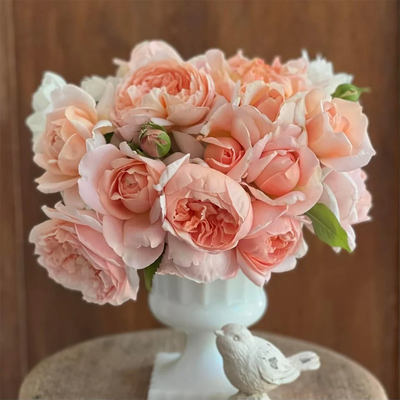 AUSwonder | English Garden Shrub Rose | Strong fragrant | Repeated bloom | Own root