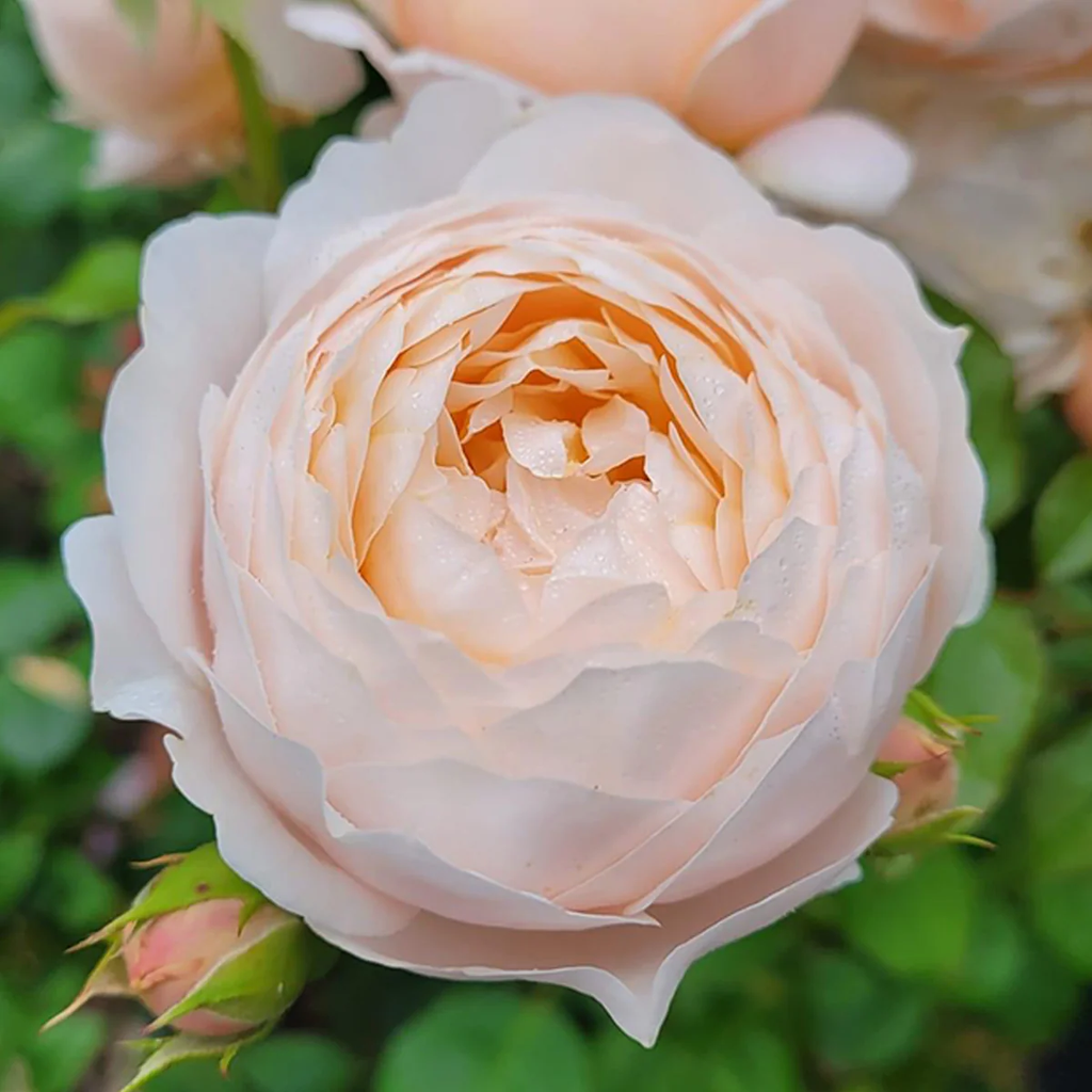 AUSwonder | English Garden Shrub Rose | Strong fragrant | Repeated bloom | Own root