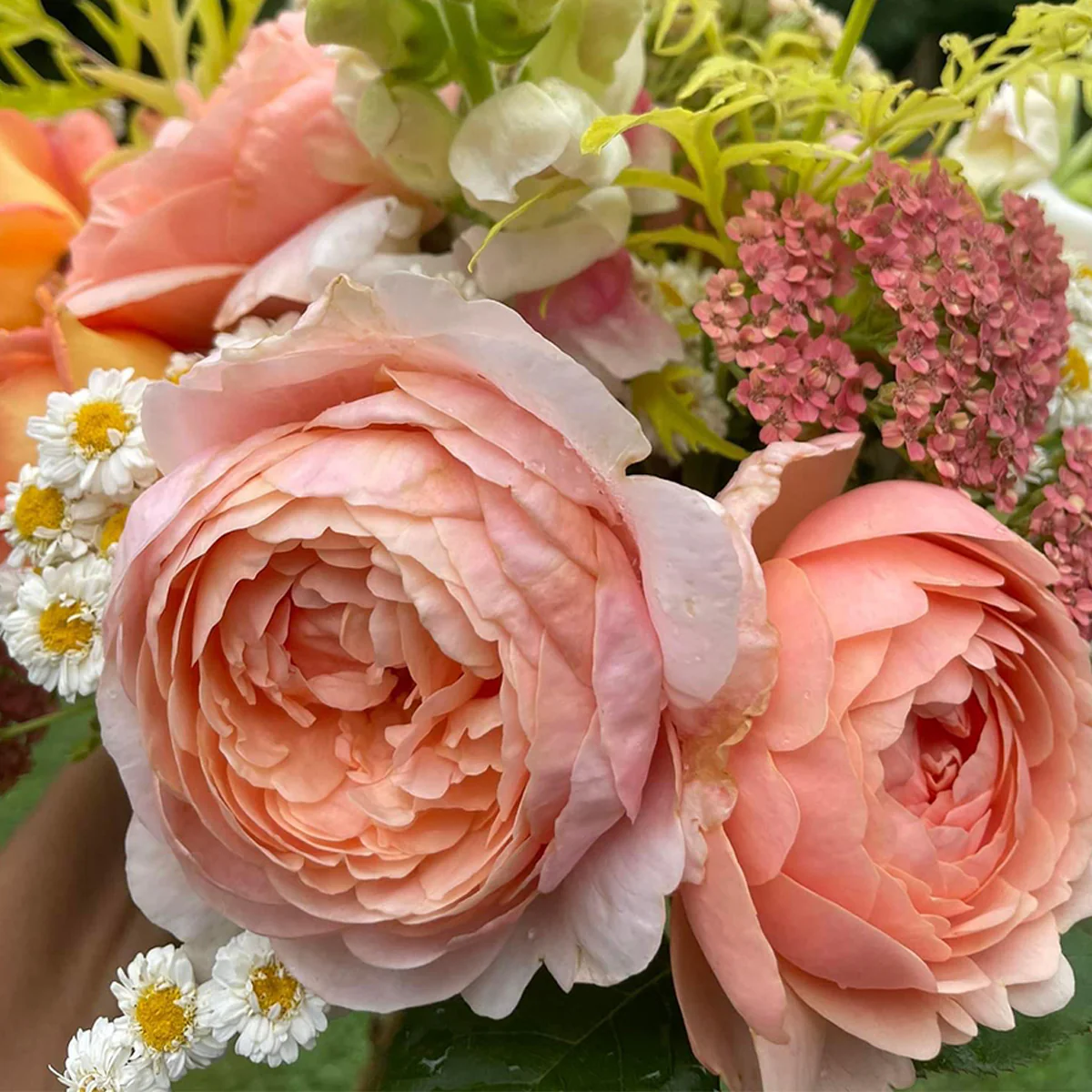 AUSwonder | English Garden Shrub Rose | Strong fragrant | Repeated bloom | Own root
