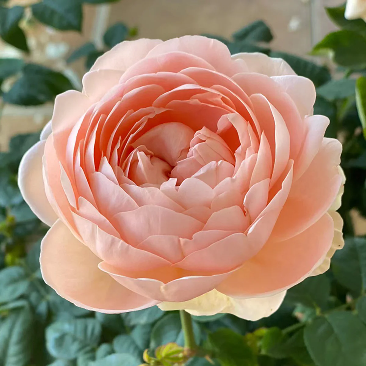 AUSwonder | English Garden Shrub Rose | Strong fragrant | Repeated bloom | Own root