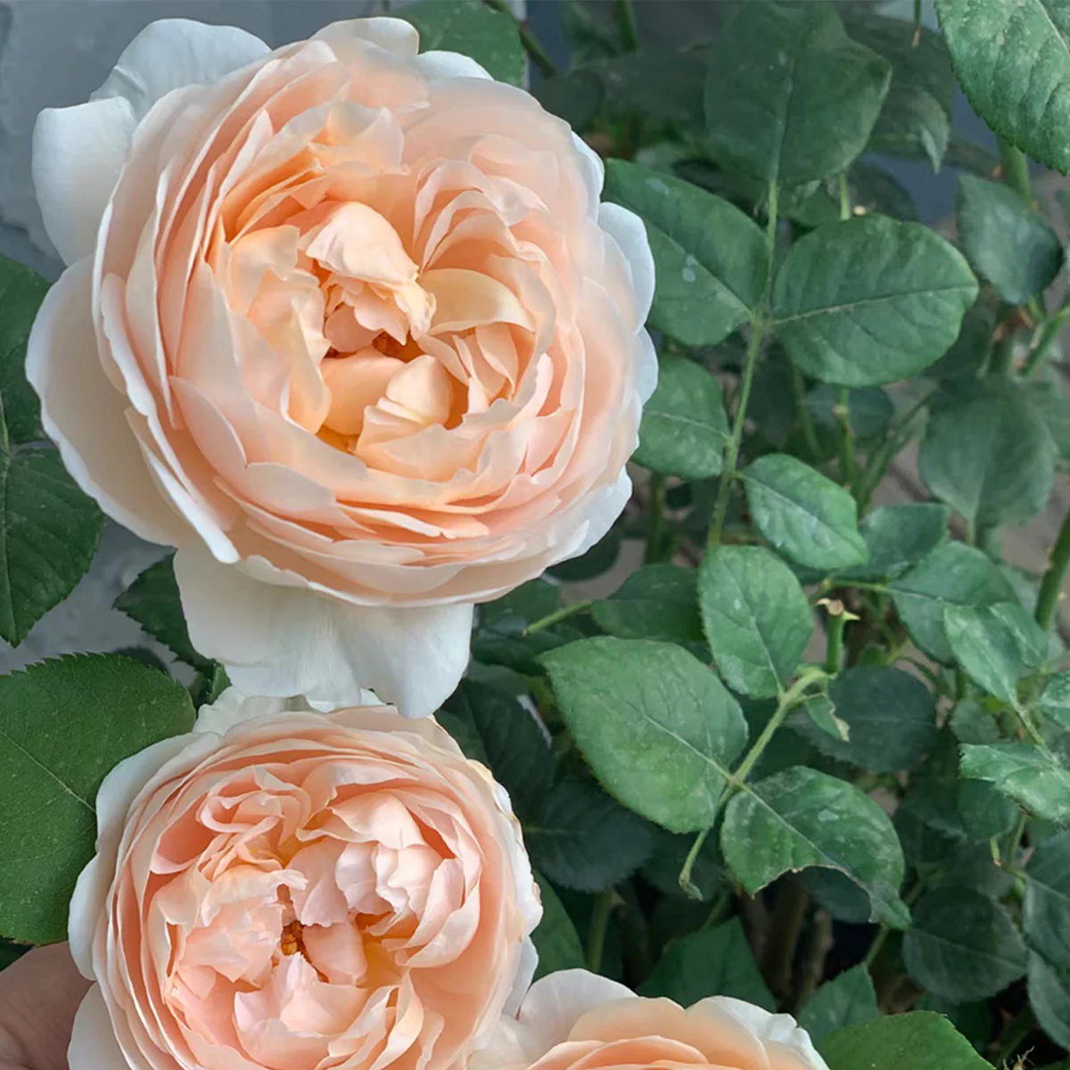 AUSwonder | English Garden Shrub Rose | Strong fragrant | Repeated bloom | Own root