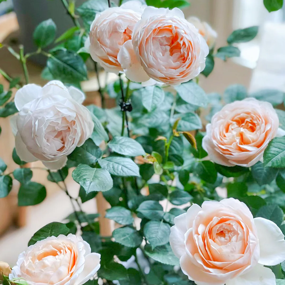 AUSwonder | English Garden Shrub Rose | Strong fragrant | Repeated bloom | Own root
